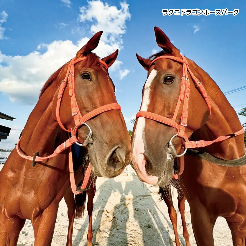 ラクエドラゴンホースパーク